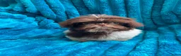 Shih Tzu dogs for sale: Last two READY NOW!!   - Advert 4