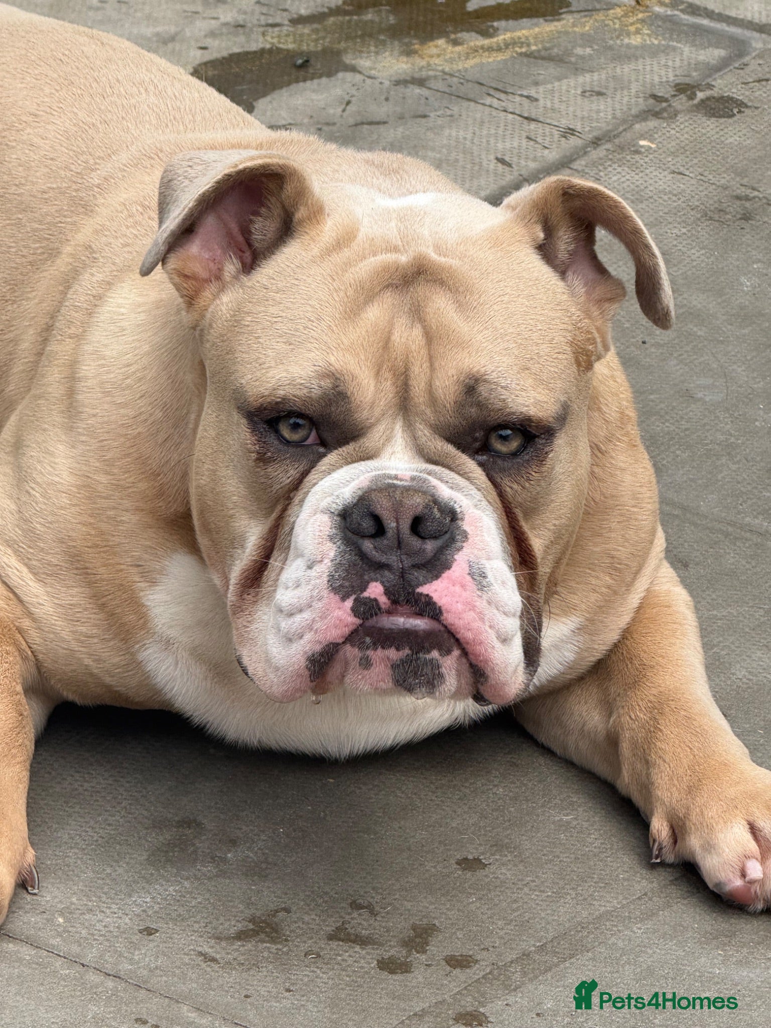 Olde English Bulldogge dogs 1 year old Olde English bulldog  - Advert 4