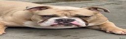 Olde English Bulldogge dogs for sale: 1 year old Olde English bulldog  - Advert 1