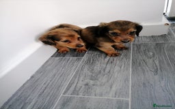 Miniature Dachshund dogs for sale: Miniature Dachshund Puppies - Image 5