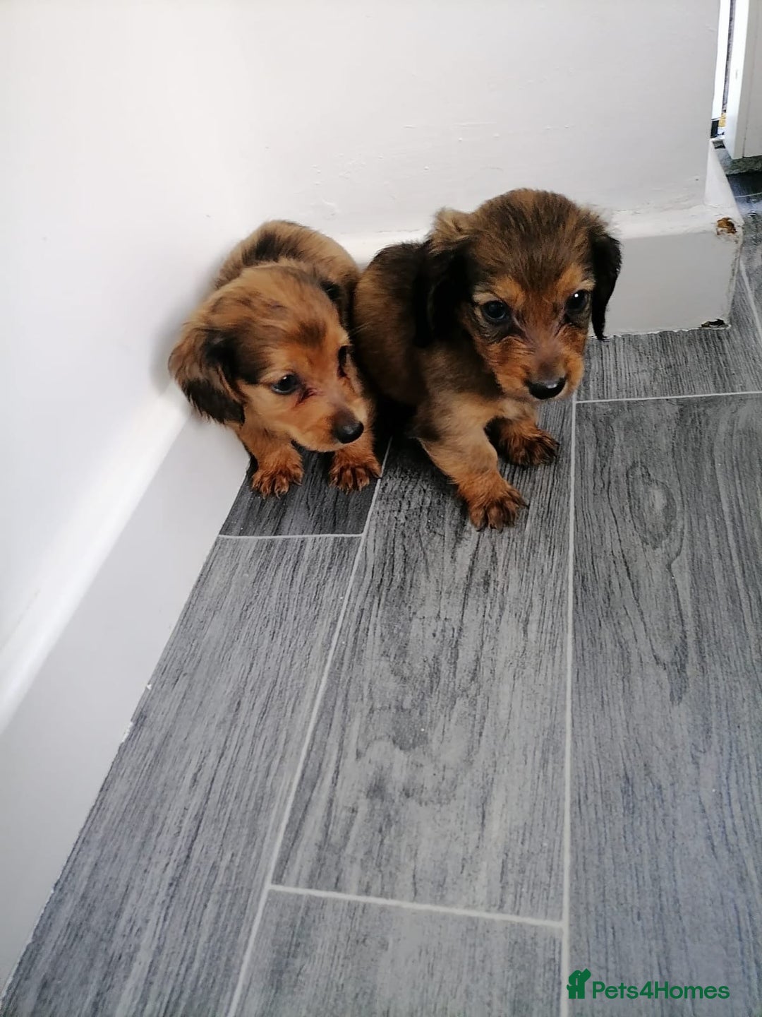 Miniature Dachshund dogs for sale: Miniature Dachshund Puppies - Image 5