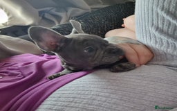 French Bulldog dogs for sale: Beautiful brindle french-bulldog girl left!  - Image 29