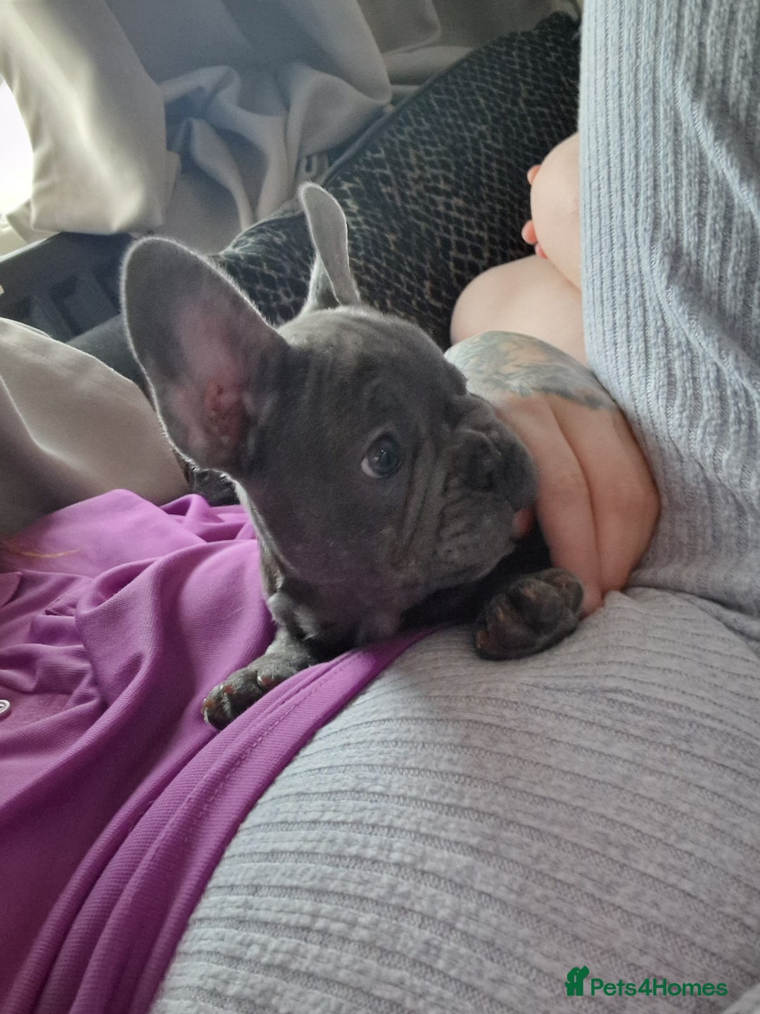 French Bulldog dogs for sale: Beautiful brindle french-bulldog girl left!  - Image 29