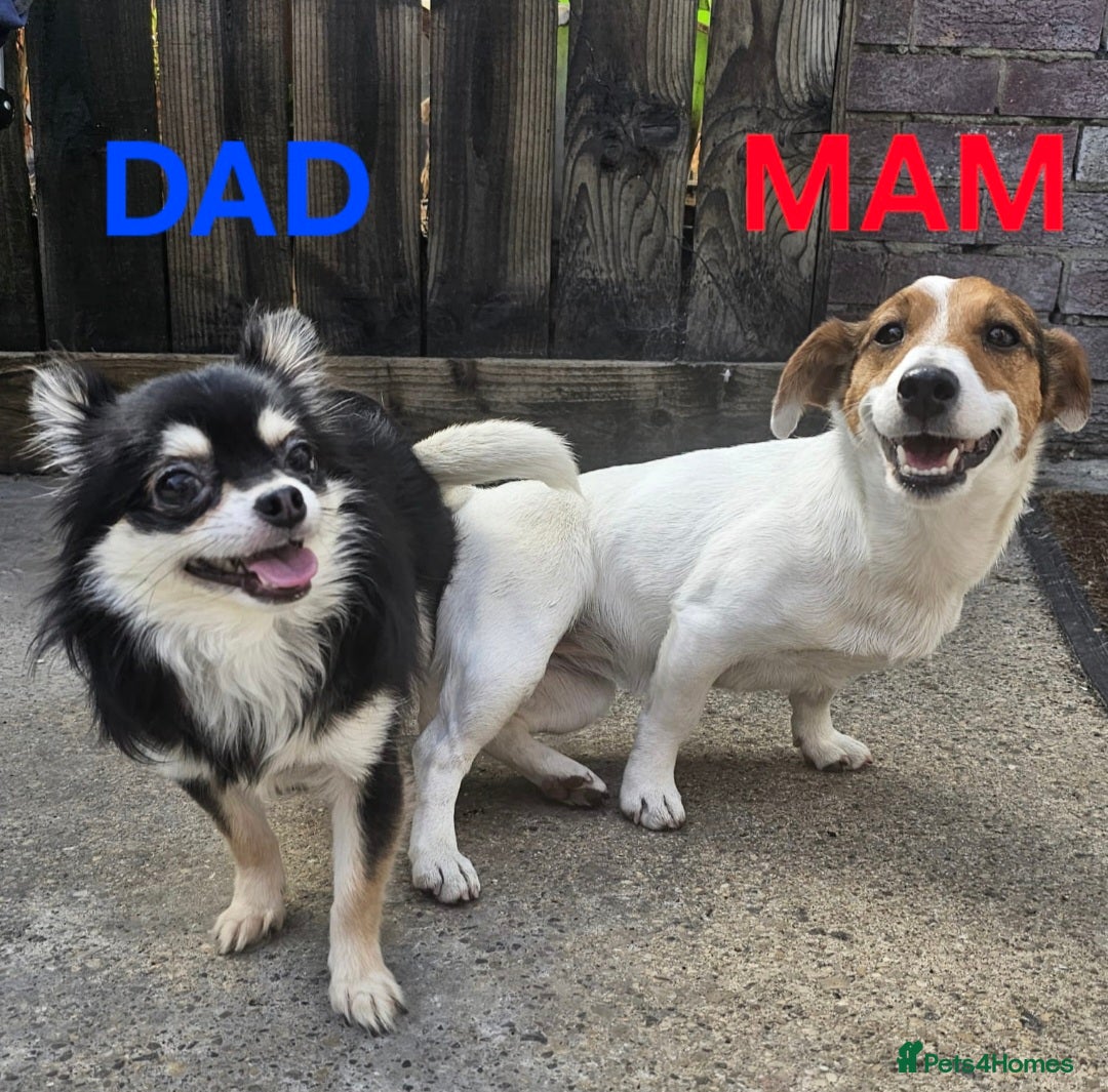 Mixed Breed dogs for sale: Miniature Jack Russell x Chihuahua Pups - Image 15