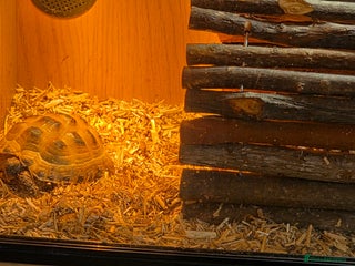 Tortoise reptiles Horsefield tortoises - Advert 2