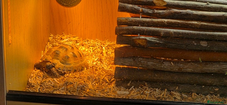 Tortoise reptiles Horsefield tortoises - Advert 2