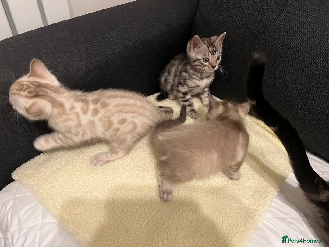 Bengal cats for sale: 🐾 TICA Registered Bengal Kittens  - Advert 16