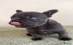 French Bulldog dogs for sale: Gorgeous litter of 4 blue French bulldogs - Advert 7