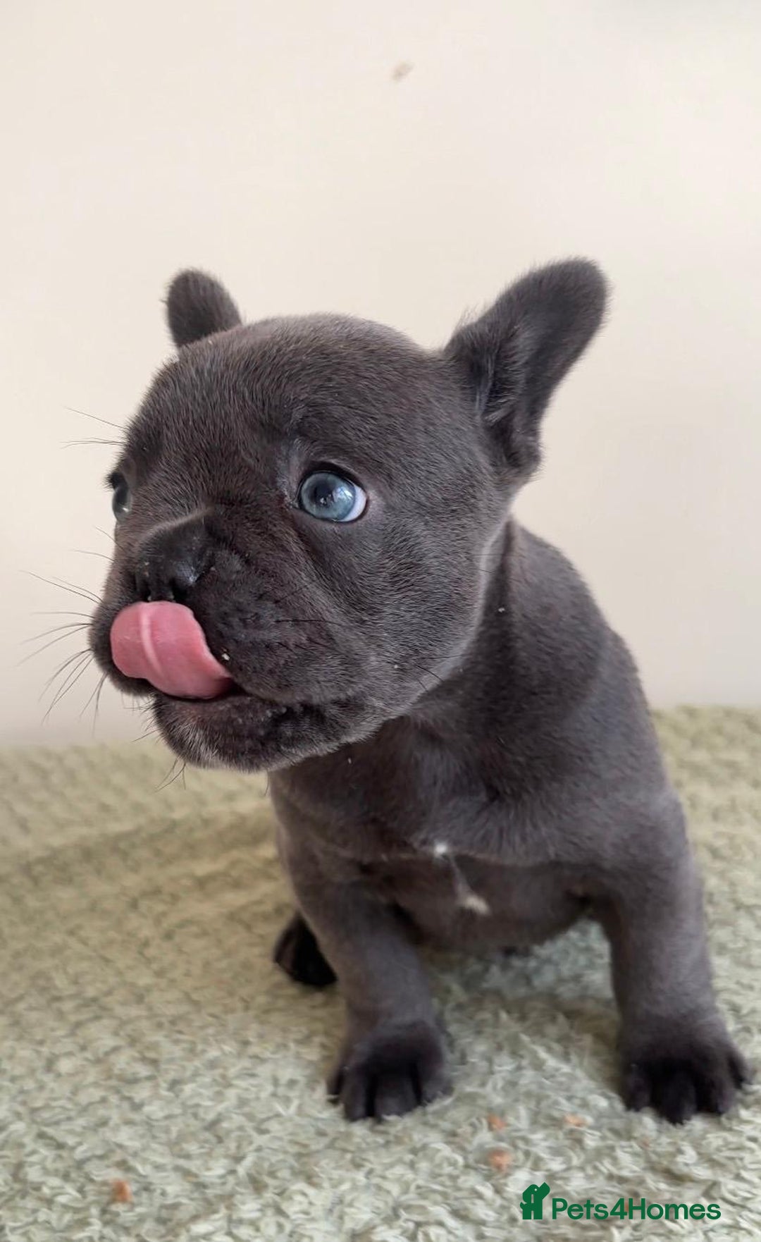 French Bulldog dogs for sale: Gorgeous litter of 4 blue French bulldogs - Advert 7