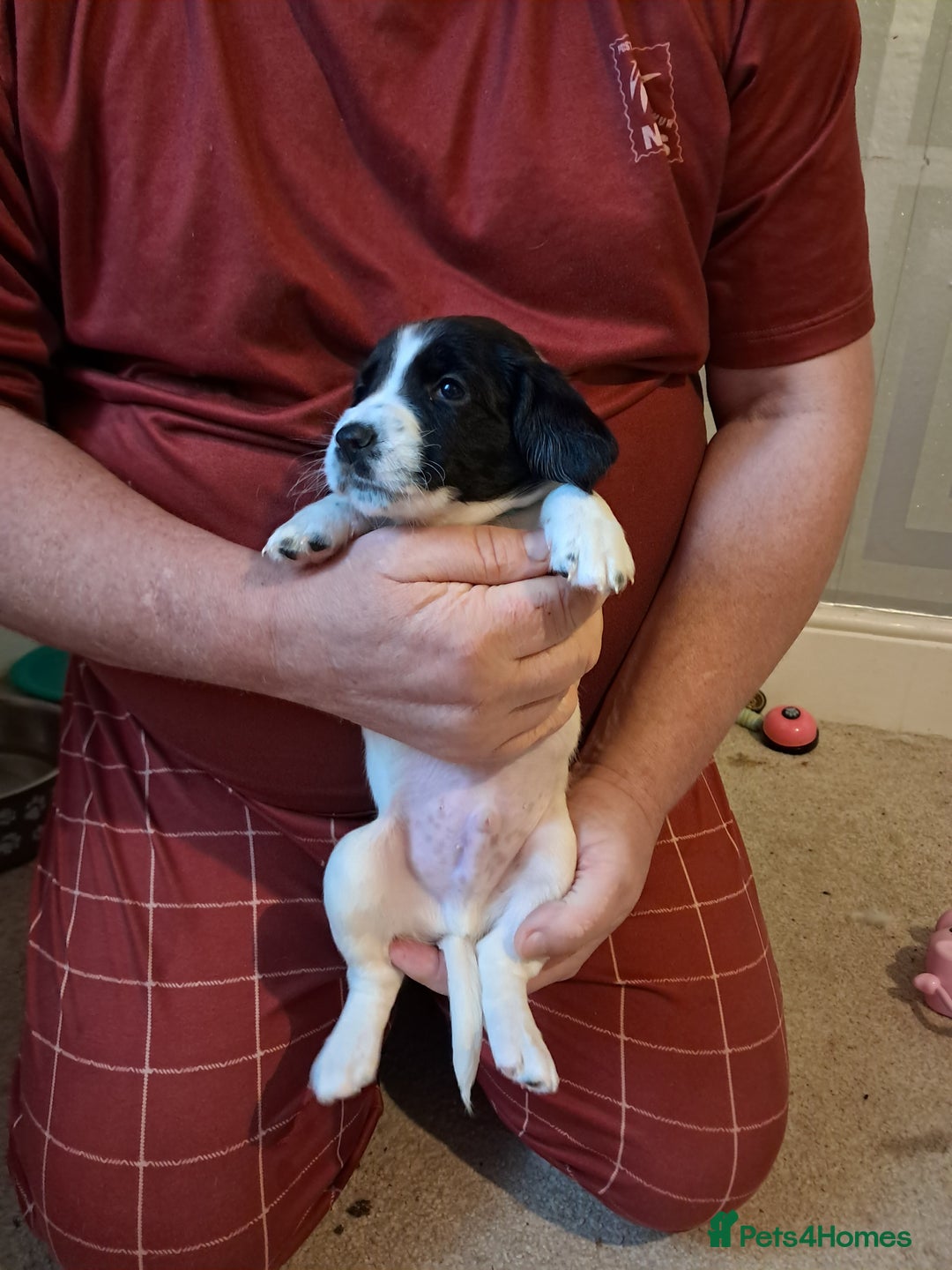 Mixed Breed dogs for sale: Splurcherpoo puppys - Advert 25