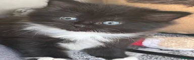 Black white kitten