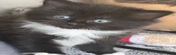 Mixed Breed cats for sale: Beautiful kittens for sale  - Advert 6