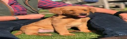 Labrador Retriever dogs for sale: Dark fox red Labrador Retriever Puppies For Sale  in Corwen - Advert 5
