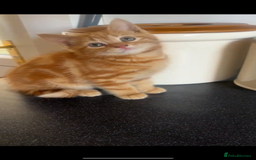 Domestic Shorthair cats for sale: Kittens  - Image 9