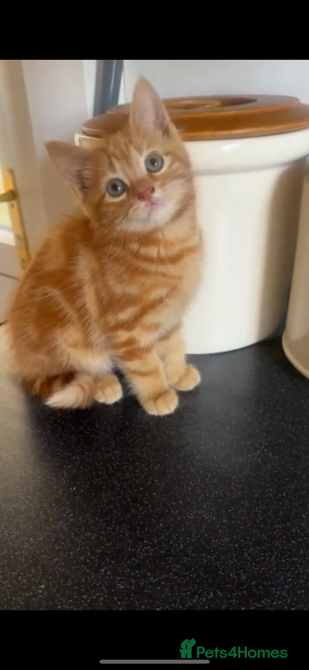 Domestic Shorthair cats for sale: Kittens  - Image 9