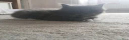 Turkish Angora cats for sale: Adorable fluffy kittens for sale - Advert 5