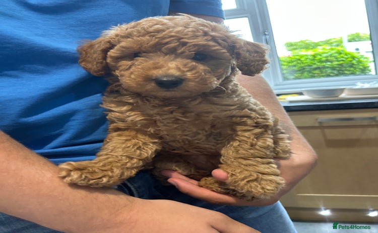 Toy Poodle dogs - Advert 7