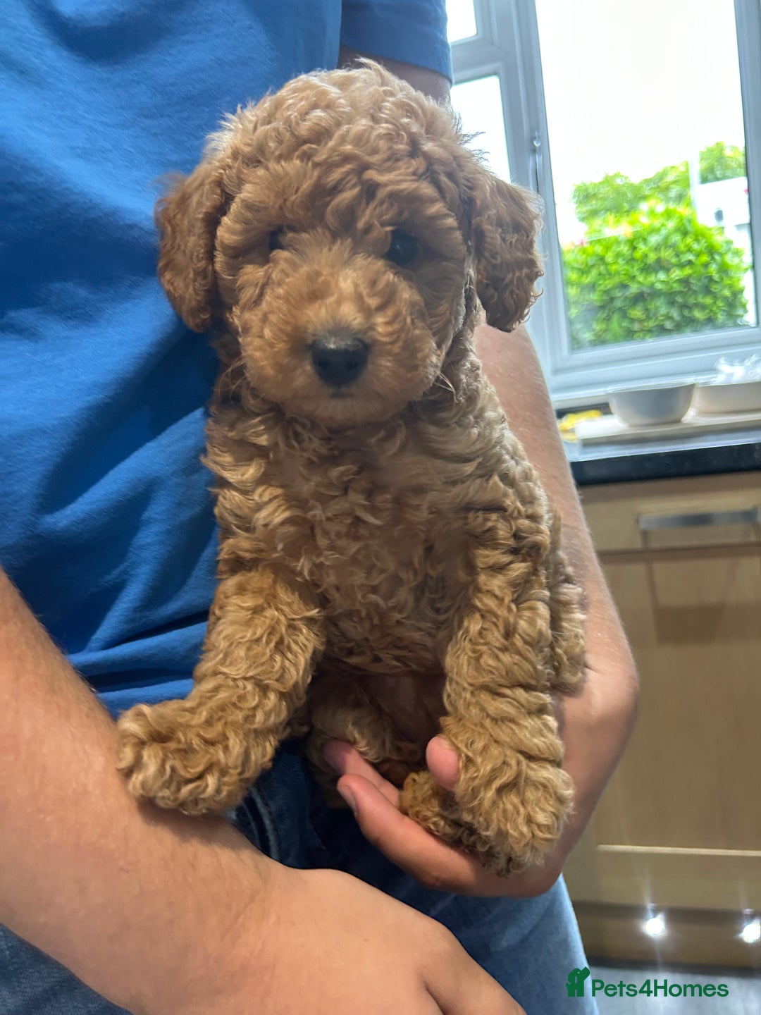 Toy Poodle dogs for sale: Toy poodles - Image 1