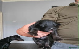 German Shepherd dogs for sale: Beautiful chunky German shepherd pups - Image 7