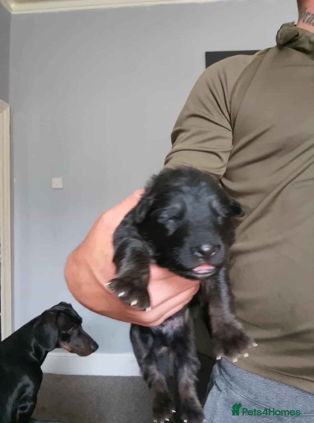 German Shepherd dogs for sale: Beautiful chunky German shepherd pups - Image 7