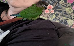 Conures birds for sale: Green check conure  - Image 2