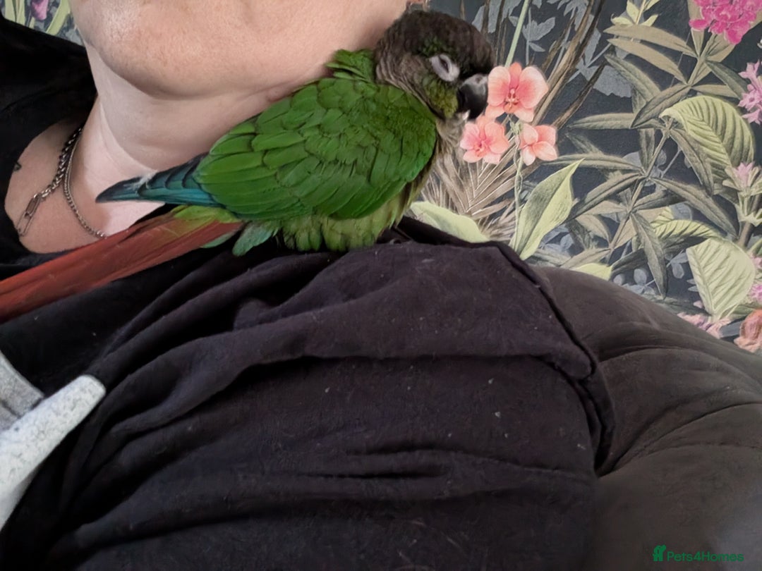 Conures birds for sale: Green check conure  - Image 2
