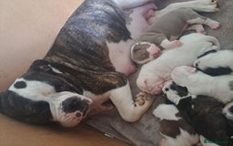Old Tyme Bulldog dogs for sale: Old tyme bulldogs puppies for sale. - Image 7