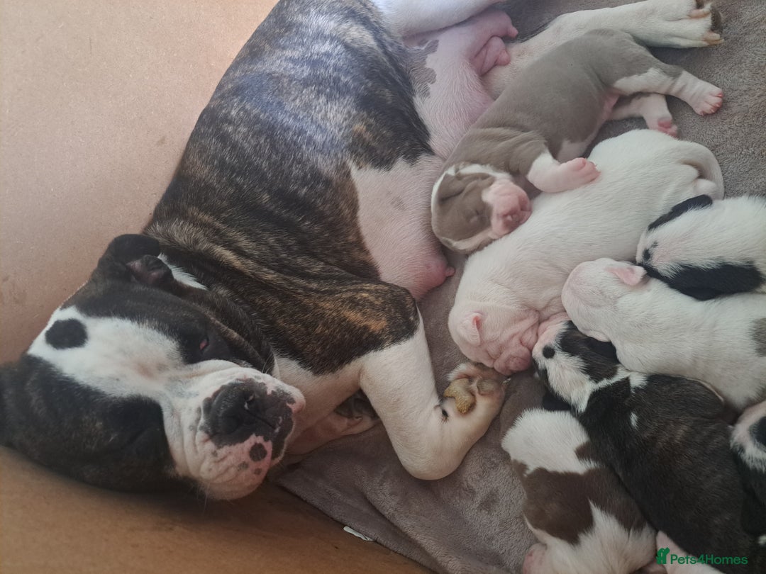 Old Tyme Bulldog dogs for sale: Old tyme bulldogs puppies for sale. - Image 7