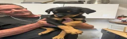 Rottweiler dogs for sale: READY NOW‼️PEDIGREE ROTTIES💕💛 3 BOYS x  - Advert 5