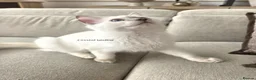 Ragdoll cats for sale: ✨ TORTIE ONE LEFT|CHAMPTION LINE|LITTER GCCF&TICA✨ - Advert 8