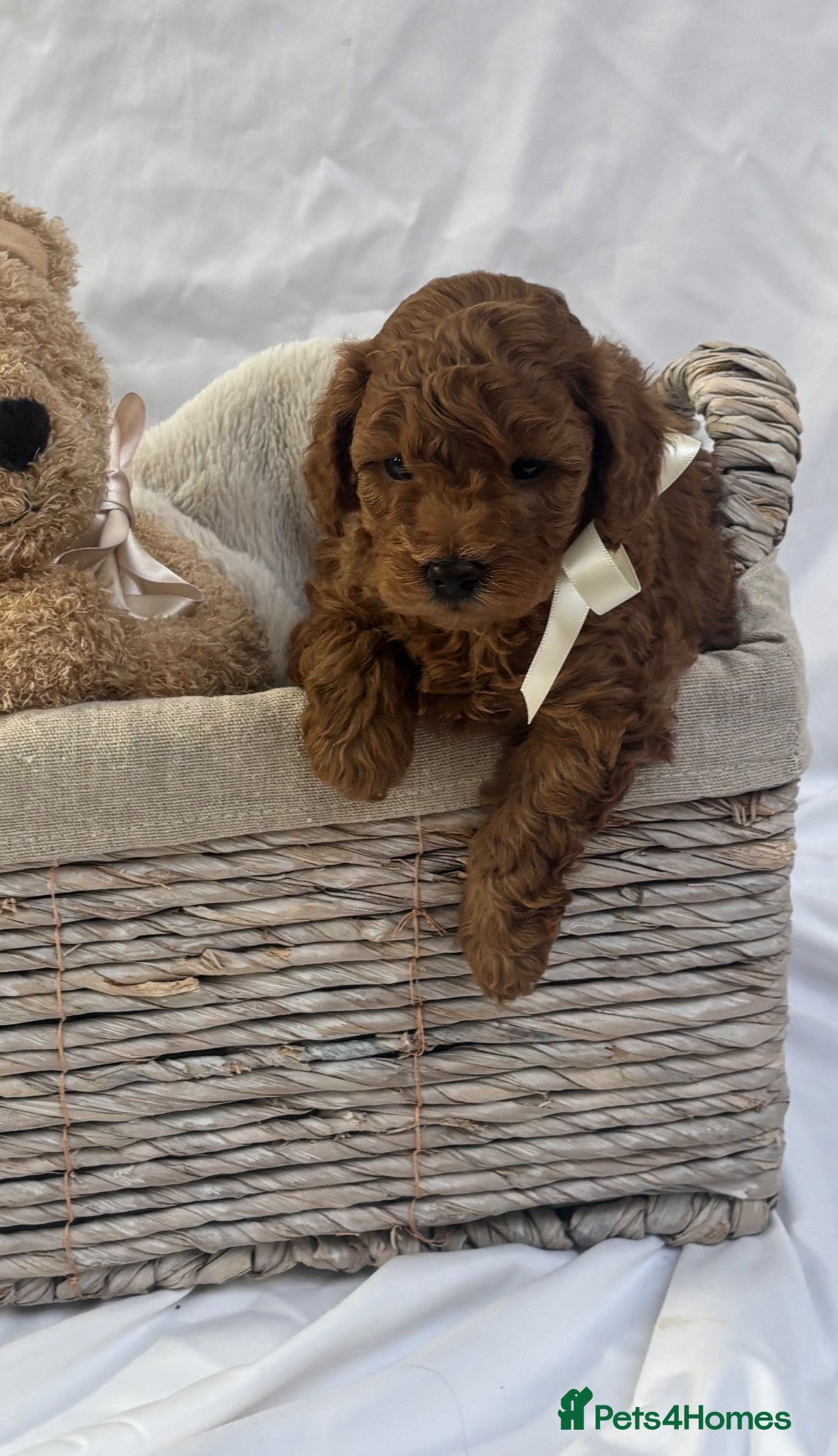 Cavapoo dogs Extensively Health Tested Toy Red Cavapoos - Advert 10