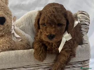 Cavapoo dogs Extensively Health Tested Toy Red Cavapoos - Advert 10