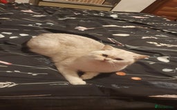 British Shorthair cats for sale: BRITISH SHORTHAIR KITTENS - Image 13