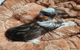 Yorkshire Terrier dogs for sale: DNA tested parents possible Dilution Yorkies - Image 25