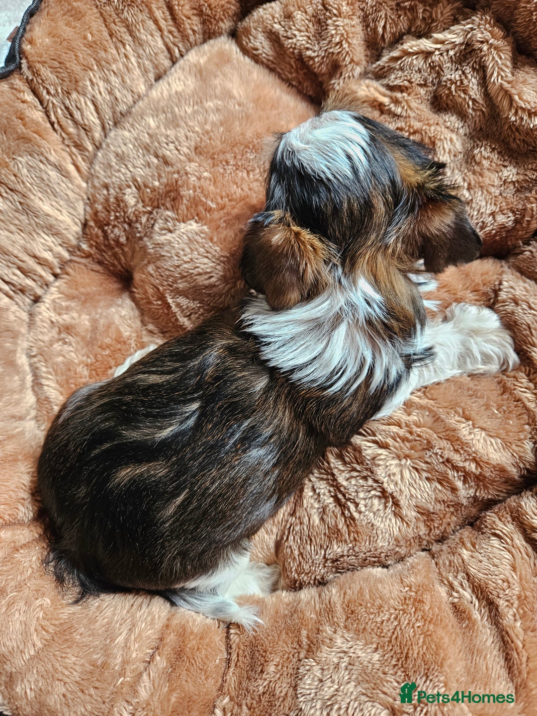 Yorkshire Terrier dogs for sale: DNA tested parents possible Dilution Yorkies - Image 25