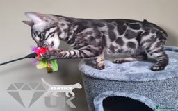 Bengal cats for sale: Intensively socialised bengal kittens - lap cats! in Scunthorpe - Image 31