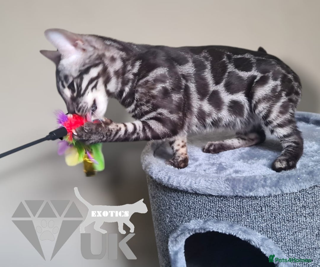 Bengal cats for sale: Intensively socialised bengal kittens - lap cats! in Scunthorpe - Image 31