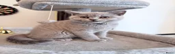 British Shorthair cats for sale:     🐾 Premium British Shorthair Kittens - Advert 16