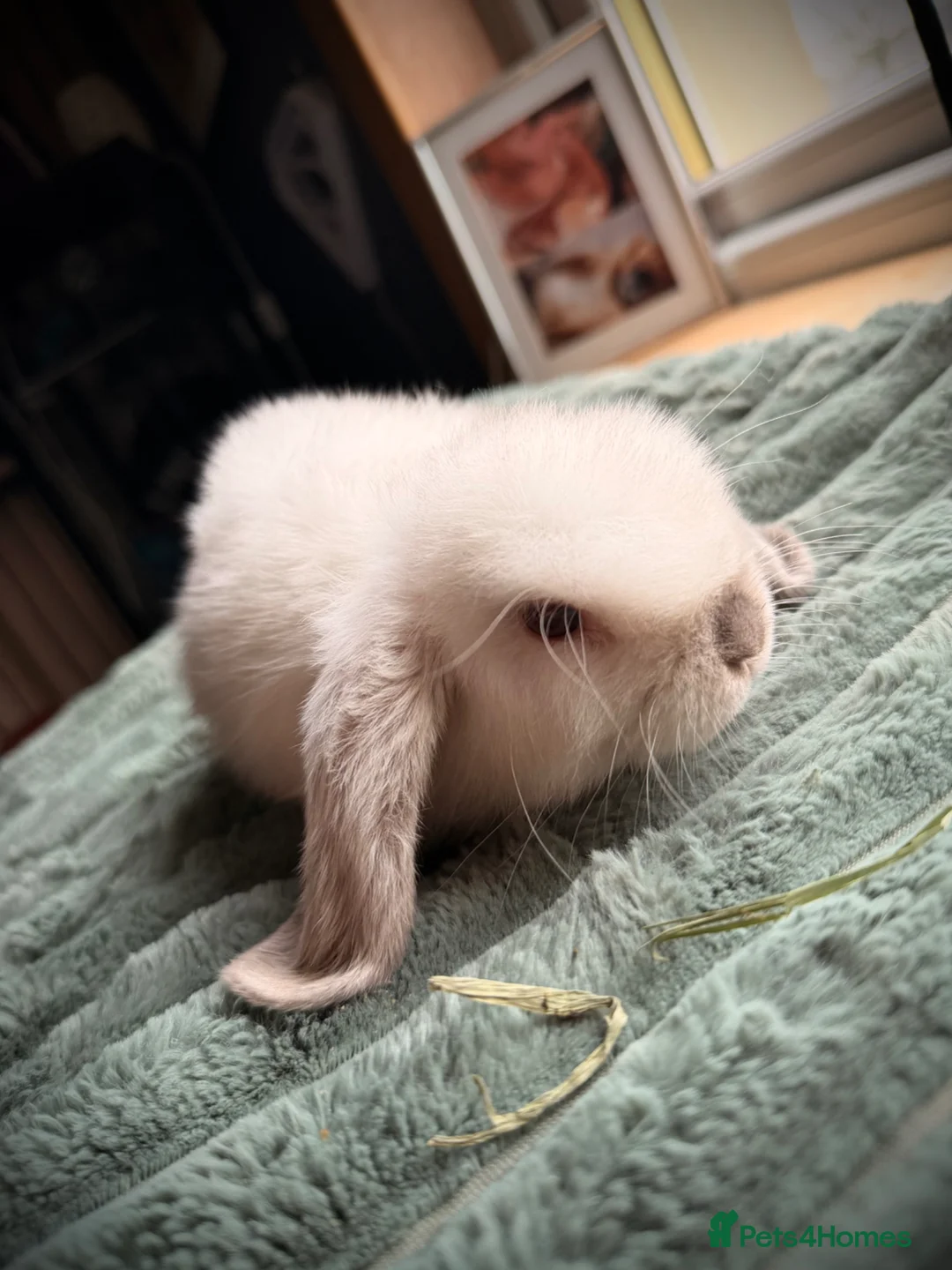 Mini Lop rabbits for sale: Mini Lop Rabbits (READY NOW) - Advert 2