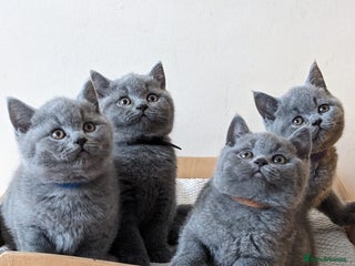 British Shorthair cats for sale: Ready Now British shorthair Amazing kittens - Advert 1