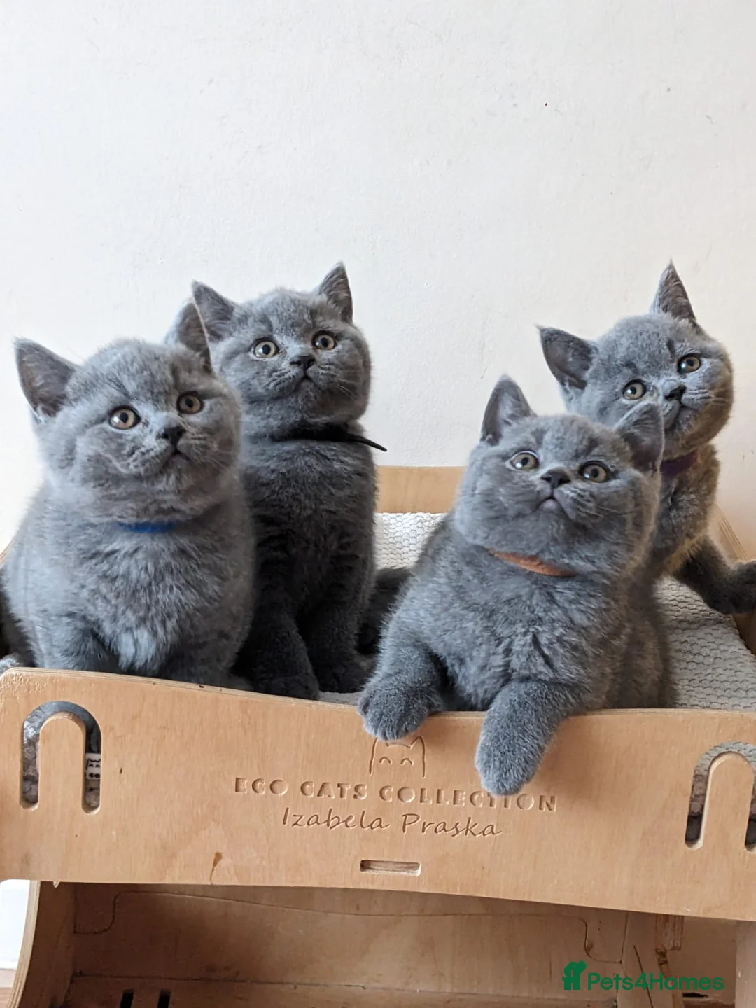 British Shorthair cats for sale: Ready Now British shorthair 2 females - Advert 8