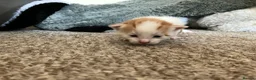 Mixed Breed cats for sale: Cute kittens - Advert 13