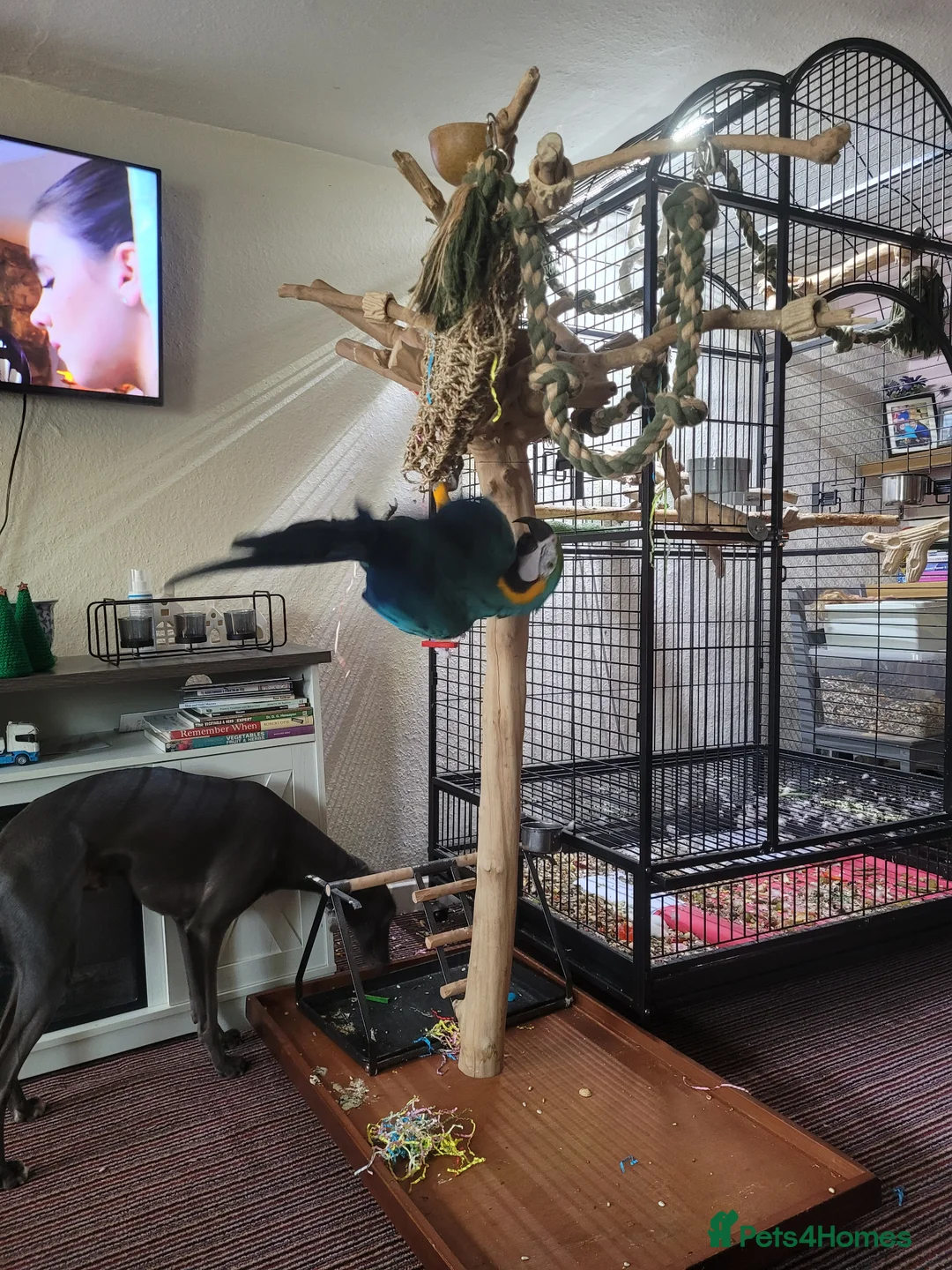 Macaws birds for sale: Blue and gold macaw for sale in Otley - Advert 7