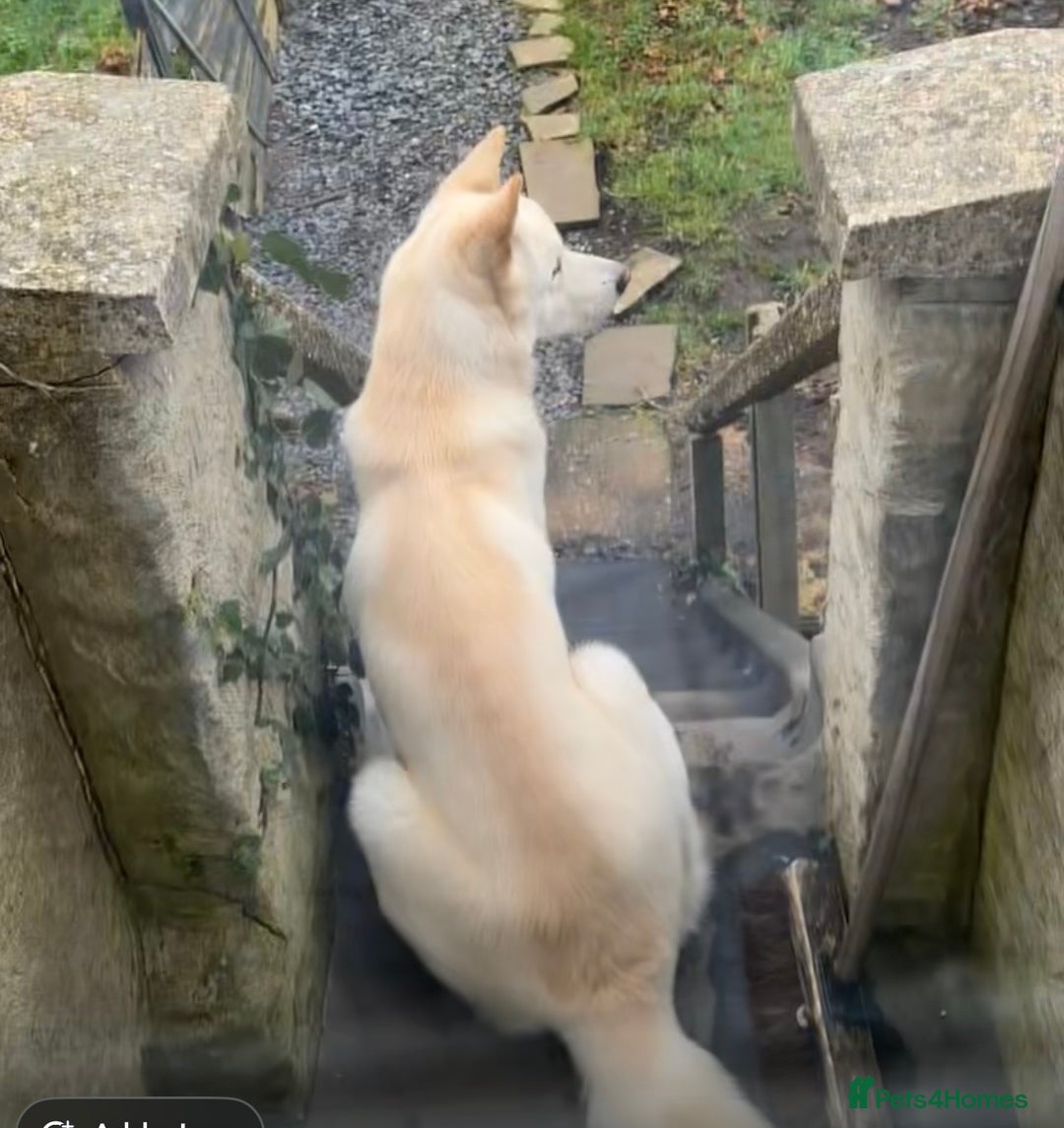 Pomsky dogs for sale: Kye - Pomsky - Advert 2