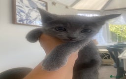 Russian Blue cats for sale: 5 Pure Pedigree Russian Blue Kittens *LAST MALE* - Image 19