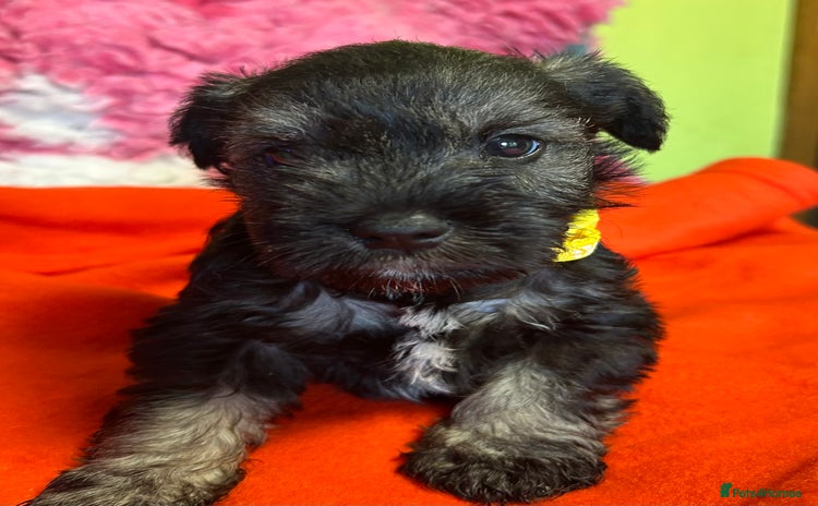 Miniature Schnauzer dogs - Advert 1