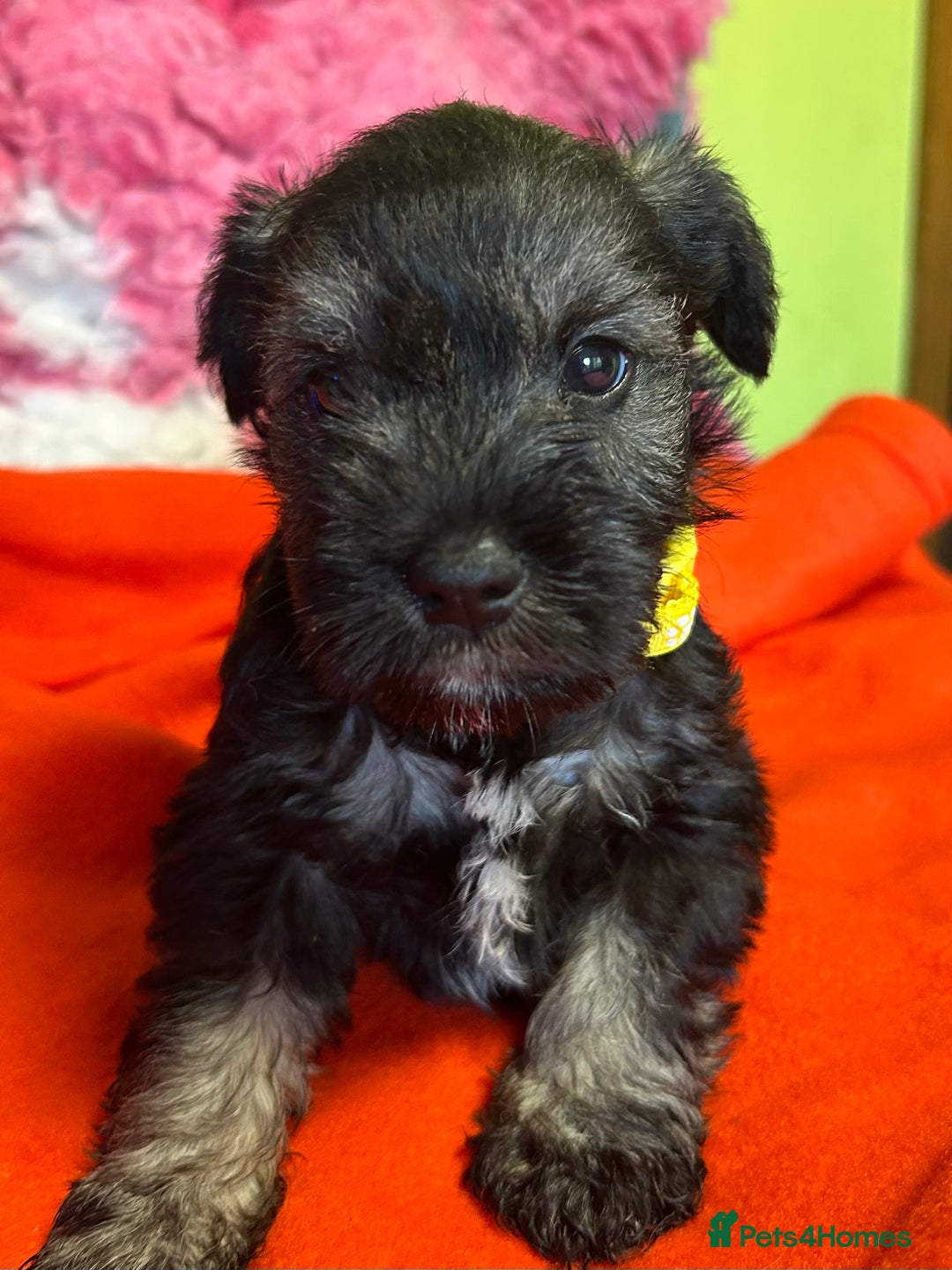Miniature Schnauzer dogs for sale: KC reg ,health checked miniature schnauzer puppies - Image 1