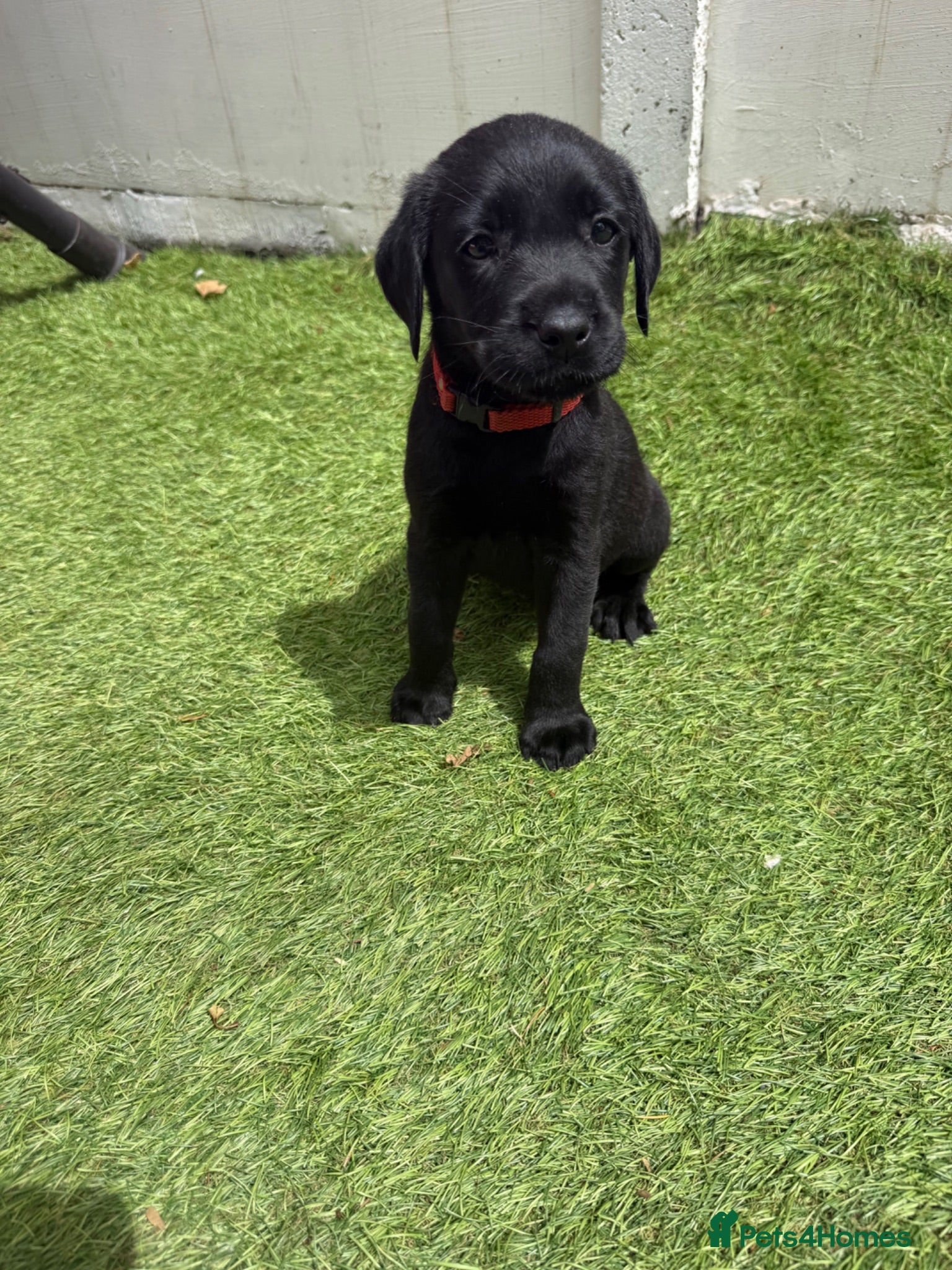 Labrador Retriever dogs Pedigree Black Labrador pups last little  girl - Advert 1