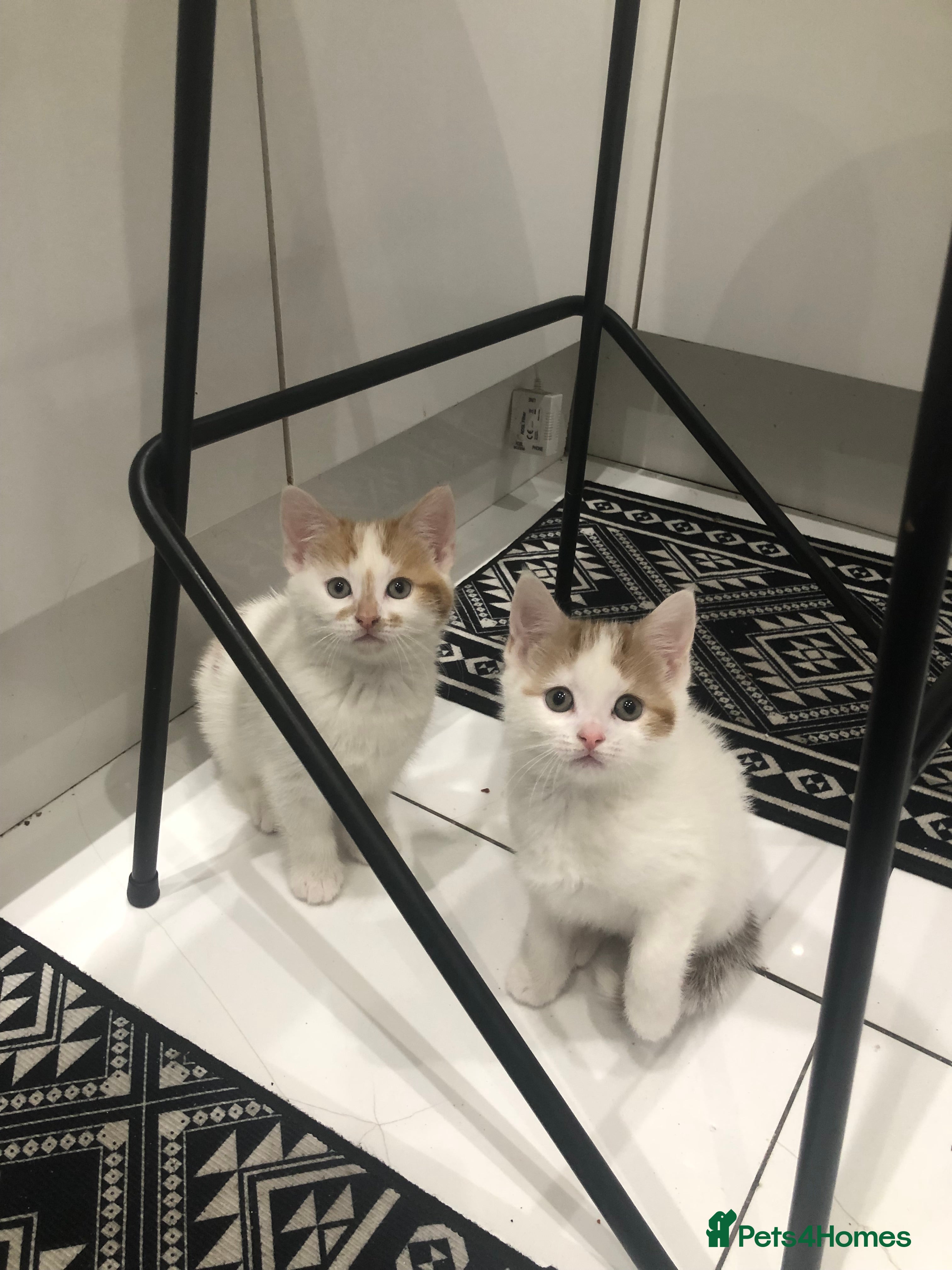 Mixed Breed cats Ginger and white girl kittens two available  - Advert 4