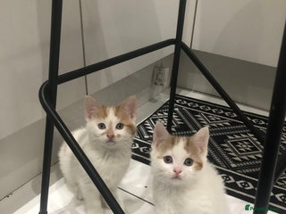 Mixed Breed cats Ginger and white girl kittens two available - Advert 13
